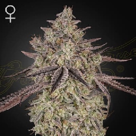 Skywalker Auto > Greenhouse Seeds